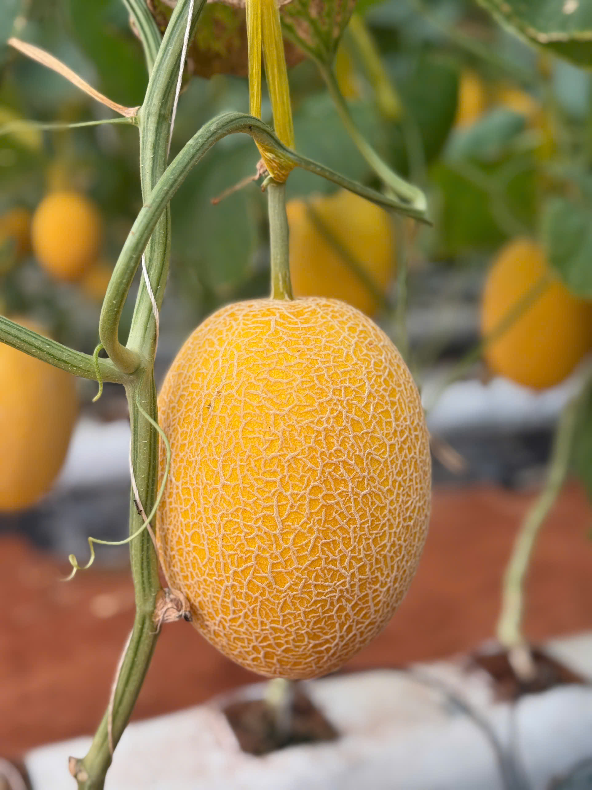 Dưa lưới ruột vàng